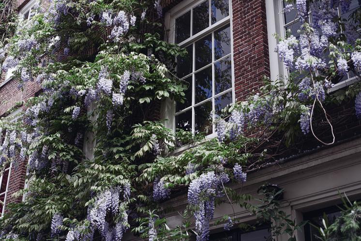 Purple-flowers-around-window Jpg