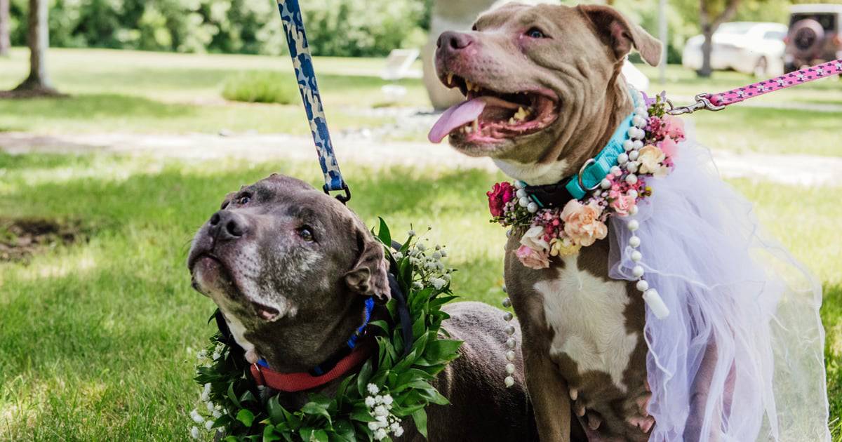 Bonded Pair of Senior Dogs Make It “Official” With a Sweet Wedding Ceremony