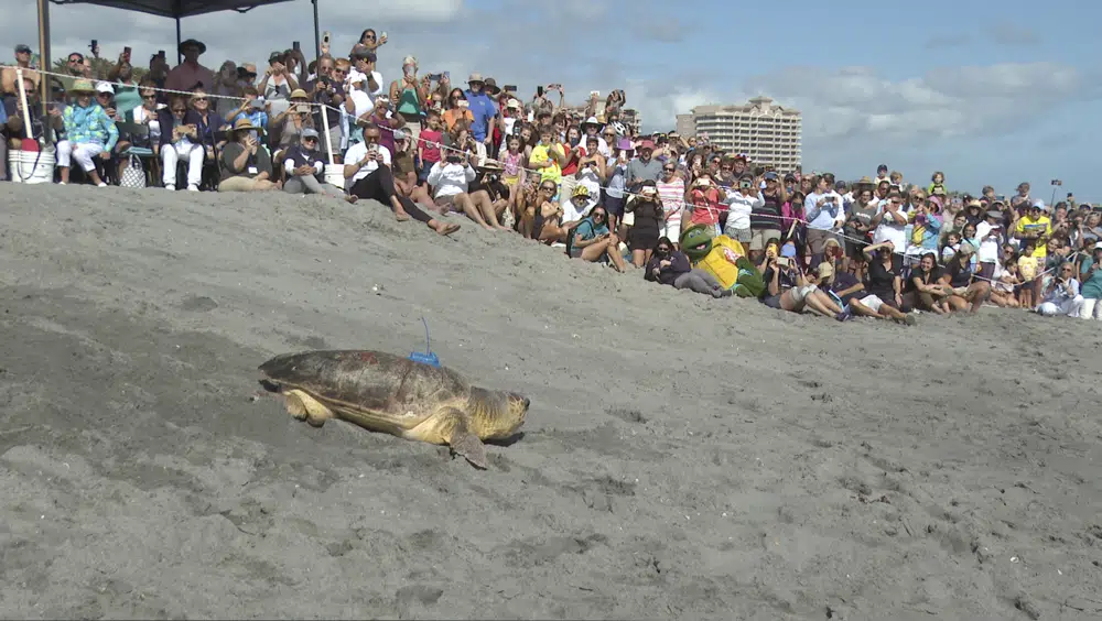 Good News Thursday: Newlyweds rescued from elevator after wedding ceremony, Sea turtle returns to the ocean after 6-week rehabilitation, Polish mother successfully gives birth to quintuplets