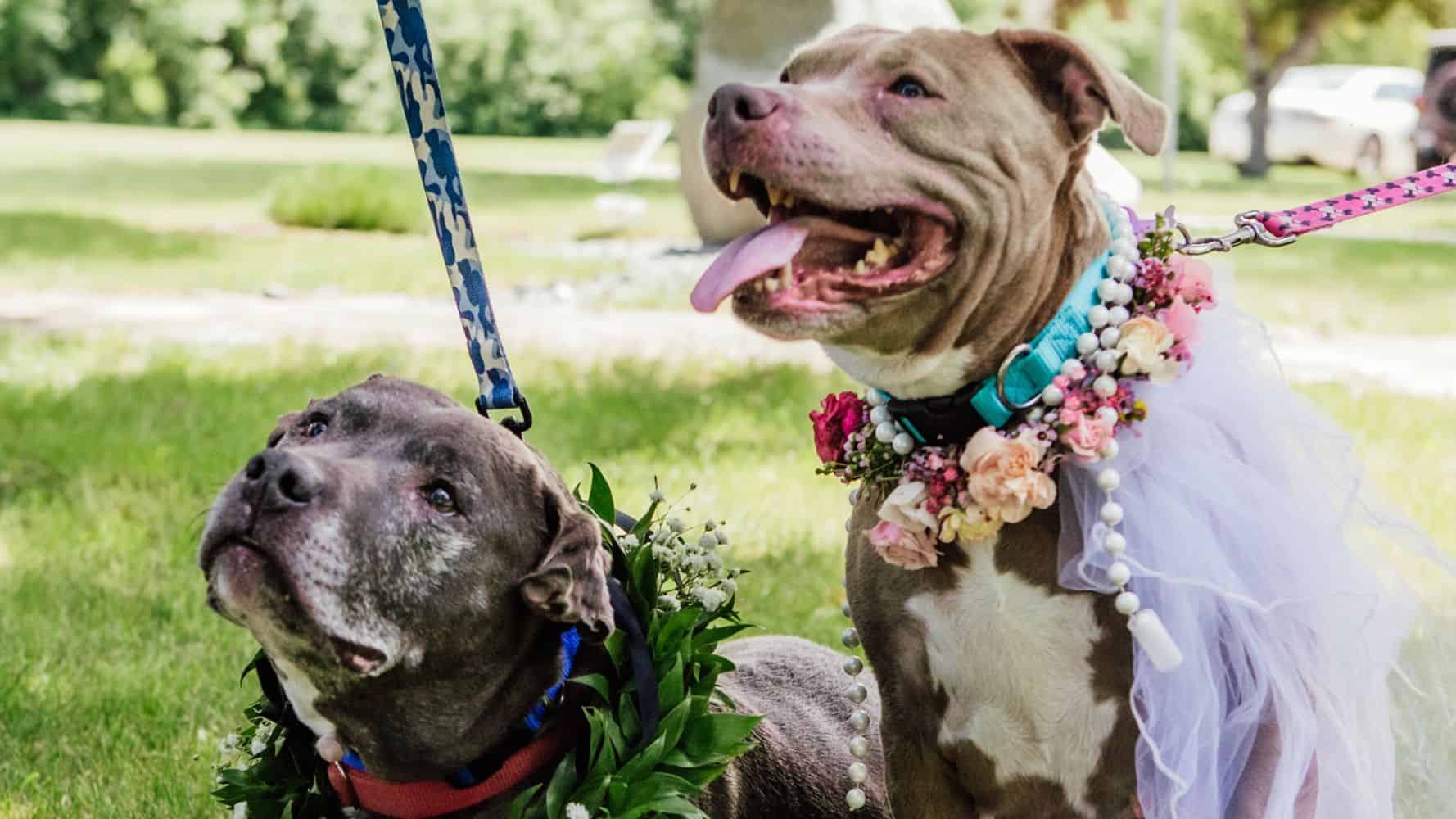 Shelter Dogs Who Must Be Adopted Together Tie The Knot In Sweet Wedding Ceremony | HuffPost Latest News