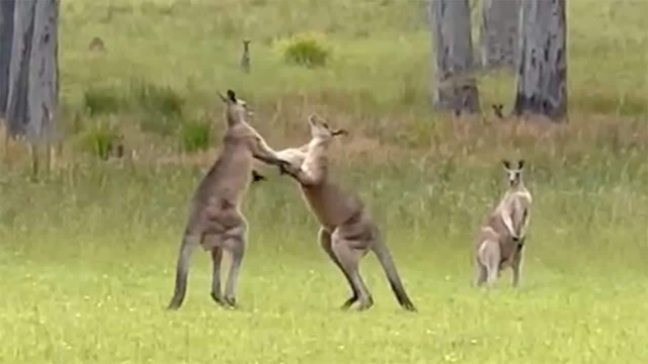 Wedding ceremony delayed due to a pair of fighting kangaroos: ‘Right in the gut’ | Fox News