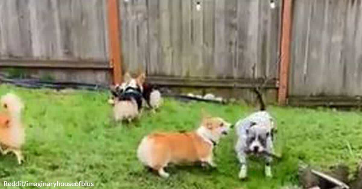 A Pit Bull Got Invited to a Corgi's Birthday Party Only to Be Surprised More Than the Actual Celebrant - The Rainforest Site News